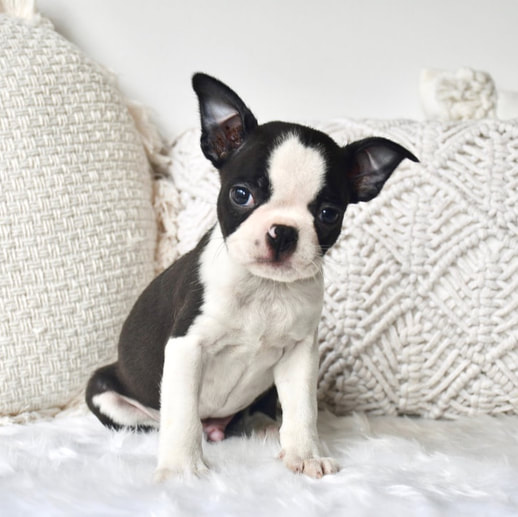 Boston Terriers - Cottage Canines Australia