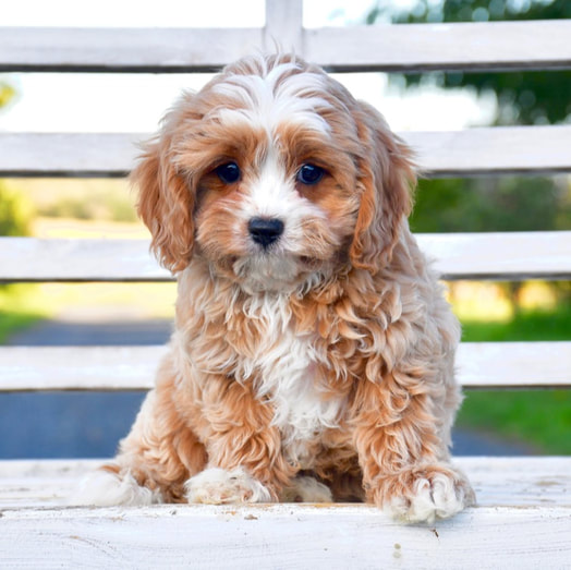 toy-cavoodle-puppies-for-sale-melbourne