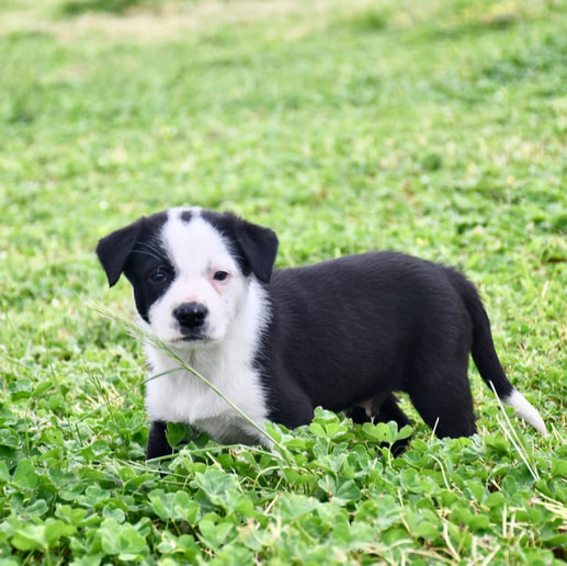 border-collie-puppies-for-sale-sydney