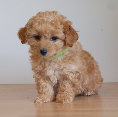 toy poodle cross chihuahua