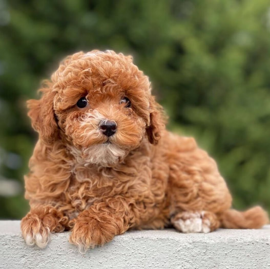 spoodle-puppies-for-sale-newcastle-nsw