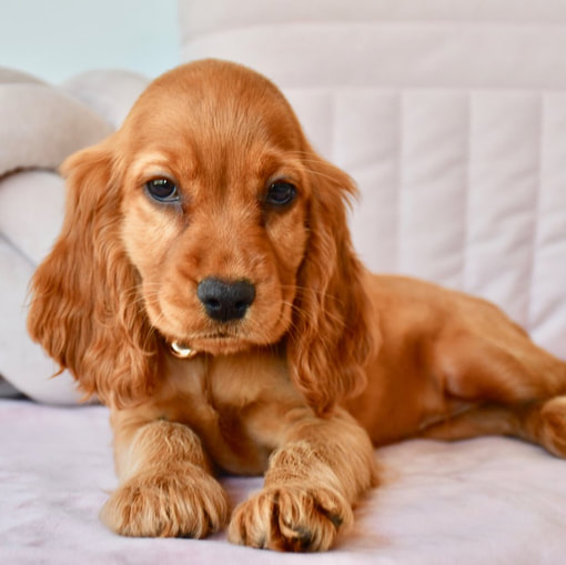 small cocker spaniel puppies for sale