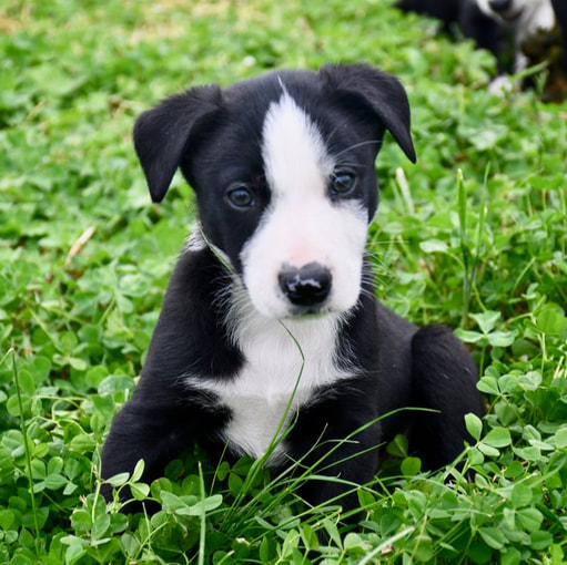 border-collie-puppies-for-sale-sydney