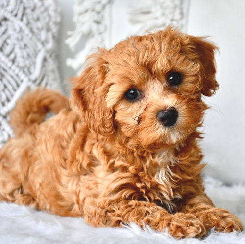 maltese x toy poodle