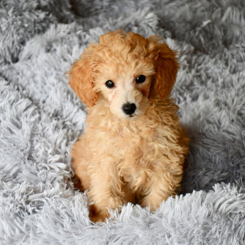 miniature poodles for sale